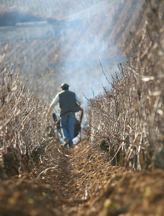 Ingenium Loci WINES